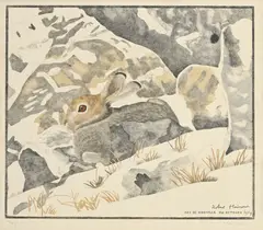 Robert Hainard, Lièvre alpin, 1929, bois gravé