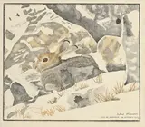 Robert Hainard, Lièvre alpin