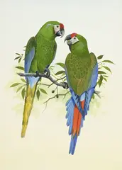 Peter Hayman, Couple d'Aras de Buffon, aquarelle et gouache sur papier