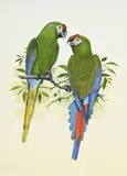 Peter Hayman, Couple d'Aras de Buffon, aquarelle et gouache sur papier