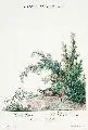 Johann Elias Ridinger, Le Chat d'Espagne