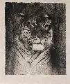 Carl Friedrich Kappstein, Tiger, Um 1900, Lithographie. auf grauem Bütten