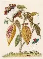 Maria Sybilla Merian, Kakaobaum und Schmetterlinge, Altkolorierter Kupferstich