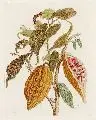 Maria Sybilla Merian, Kakaobaum, Um 1700, Altkolorierter Kupferstich