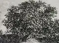 Carl Wilhelm Kolbe, Parklandschaft