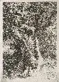 Eugène Blery, Gespaltener Baum, 1845, Radierung