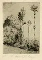 Henriette Schmidt-Bonn, Junge Erlen, 1895, Radierung