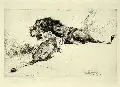 Wilhelm Kuhnert, Löwen, 1924, Radierung
