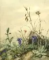 Erich Lindenau, Blumen der Berge. Mit Wetterstein, 1939, Aquarell