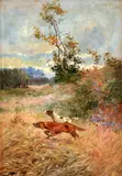 Gyula Zorkóczy, Poľovnícke psi