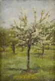 Edita Spannerová, Rozkvitnutá jabloň, 1954, olej na sololite