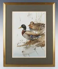 Edwin Penny, Mallards, watercolour