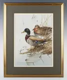 Edwin Penny, Mallards, watercolour