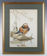Edwin Penny, Mandarin Drake, watercolour