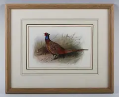 Archibald Thorburn, A cock and hen pheasant, watercolour and bodycolour