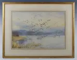 Roland Green, Galton Park’: Mallard in flight, watercolour
