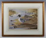 John Baxendale, Pintails, 1979, watercolour