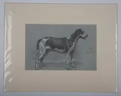 James Albert Buchanan Jay, Four studies of dogs, pencil heightened with white