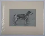 James Albert Buchanan Jay, Four studies of dogs, pencil heightened with white