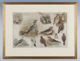 James Thomas Armour Osborne, Ornithological studies, two, watercolour over pencil