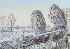Mark Chester, Midwinter Little Owls, acrylic
