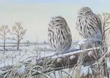 Mark Chester, Midwinter Little Owls, acrylic