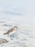 George Edward Lodge, White-fronted Sand Plover