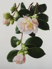 Raymond C. Booth, Camellia Akebono, oil on paper