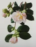 Raymond C. Booth, Camellia Akebono, oil on paper