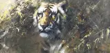 Tony Forrest, Study of a Tiger, late 20th/early 21st century oil on canvas