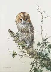 Edwin Penny, Tawny Owl, watercolour