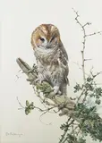 Edwin Penny, Tawny Owl, watercolour