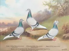 Andrew Beer, Winners of Best Average, Season 1929. Bristol & District Tippler & Tumbler Flying Society. Bred and flown by Owner, C.E. Derrett' (Portraits of Three Racing Pigeons in a Landscape), oil on board