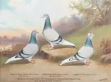 Andrew Beer, Winners of Best Average, Season 1929. Bristol & District Tippler & Tumbler Flying Society. Bred and flown by Owner, C.E. Derrett' (Portraits of Three Racing Pigeons in a Landscape), oil on board