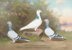 Andrew Beer, Bristol & District Tippler & Tumbler Flying Society Record Club... Fly held on June 30th 1928... Bred and flown by Owner, C.E. Derrett' (Portraits of Three Racing Pigeons in a Landscape), oil on board