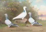 Andrew Beer, Bristol & District Tippler & Tumbler Flying Society Record Club... Fly held on June 30th 1928... Bred and flown by Owner, C.E. Derrett' (Portraits of Three Racing Pigeons in a Landscape), oil on board