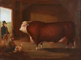 Edmund Bristow, Abraham' (Prize Hereford Bull), oil on canvas