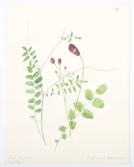 Emily Stackhouse, Botanical Studies, a large collection of approximately 300 watercolour over pencil studies on paper