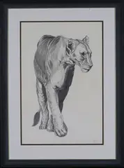 Gary Hodges, Lioness Walking, pencil with watercolour wash