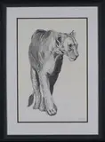 Gary Hodges, Lioness Walking, pencil with watercolour wash