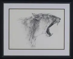 Gary Hodges, Lioness Yawning, pencil and watercolour wash