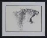 Gary Hodges, Lioness Yawning, pencil and watercolour wash
