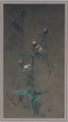 Edwin John Alexander, Botanical Seed Heads Study, watercolour with gouache