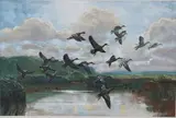 Peter Markham Scott, Cape Teal, Shoveler, Red-billed Teal, Black Duck taking flight, 1962, oil on board