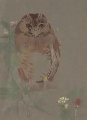 Maurice Detmold, Owl, 1899, watercolour