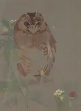 Maurice Detmold, Owl, 1899, watercolour
