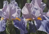 Winifred M. Godfrey, Study of Iris, oil on canvas