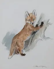 Eileen Soper, Fox Cub pawing a Tree, watercolour and pencil