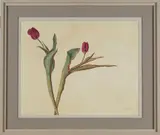 Carolyn Sergeant, Two Red Tulips, oil on board