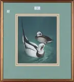 Raymond Cyril Watson, Long-tailed Duck, watercolour with gouache